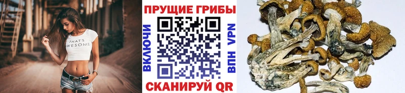Купить  Мамадыш  Галлюциногенные грибы Magic Shrooms 